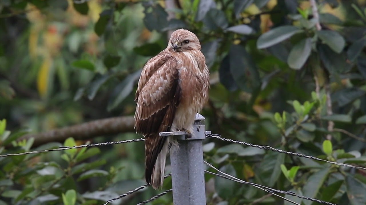 普通鵟 Common Buzzard - 20170225