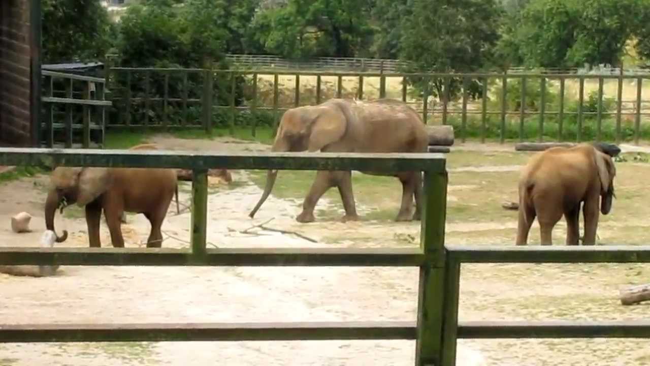 A Visit to Port Lympne - the Aspinall Wild Animal Experience