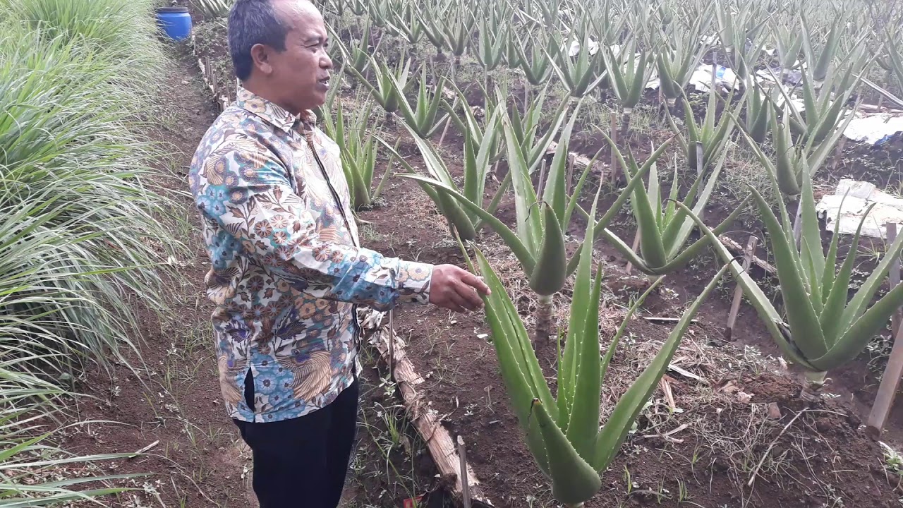 Suhandi, Petani Lidah Buaya, Desa Cimande, Kec.Caringin, Kab.Bogor