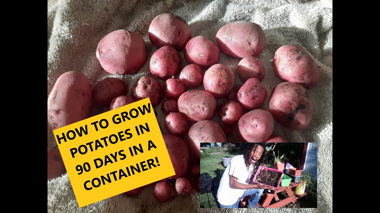 How To Grow Red Potatoes - 90 Days In A Container - Harvesting Potatoes - Small Space Gardening Easy