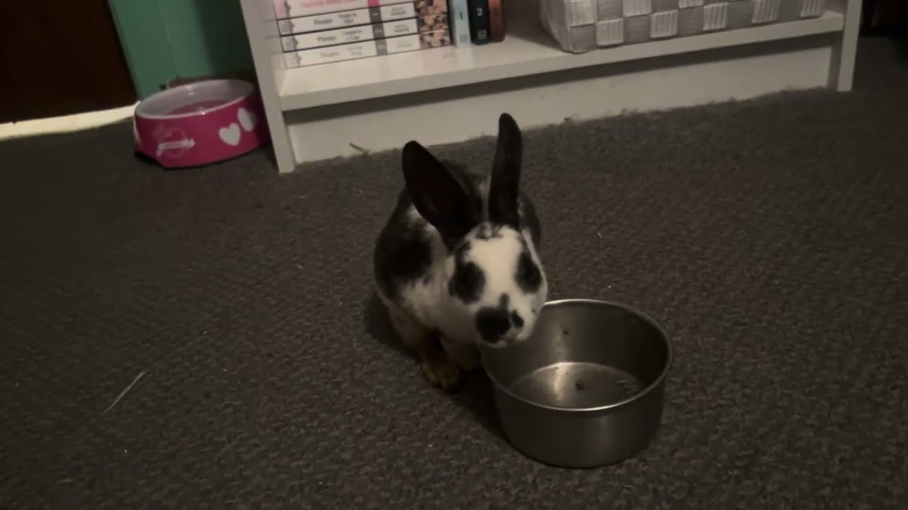 Rabbits and online games