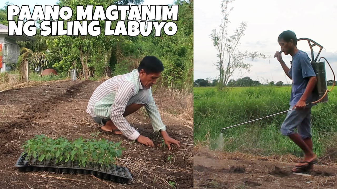 Paano Magtanim ng Siling Labuyo