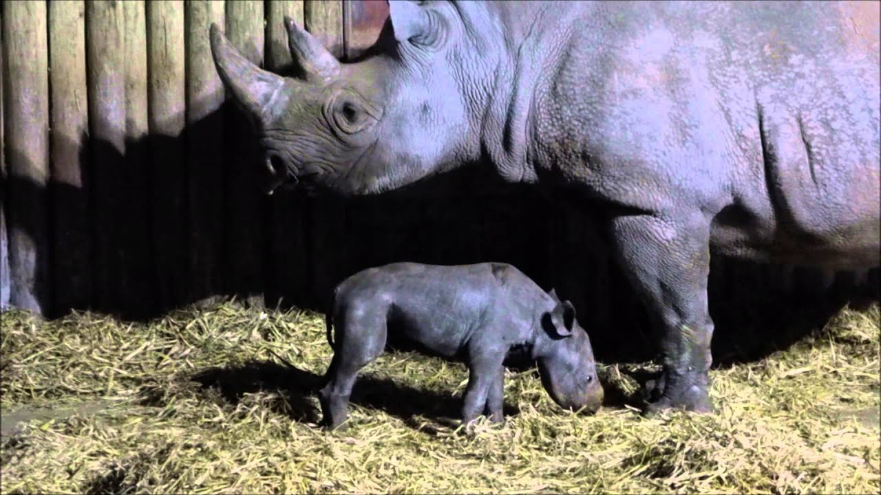Black Rhino Nurses Calf - Chester Zoo - Kitani & Fara February 2015