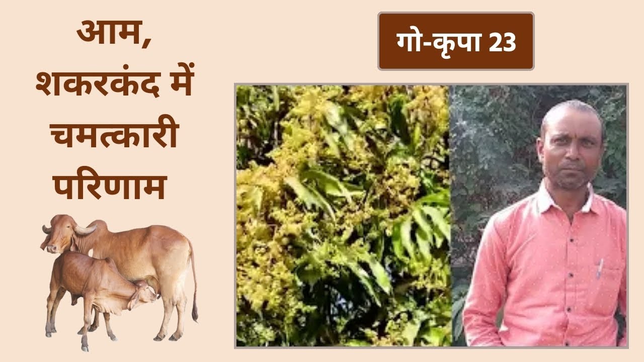गो-कृपा 23 | आम, शकरकंद में चमत्कारी परिणाम | Go Krupa 23 | Bansi Gir Gaushala | Gopalbhai Sutariya