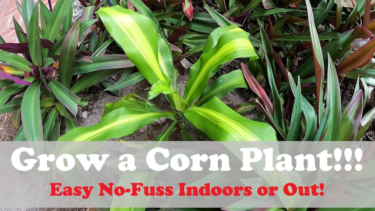 Propagating & Growing Dracaena Plant Outdoors | Dragon Tree and Corn Plant - EASY EASY EASY!