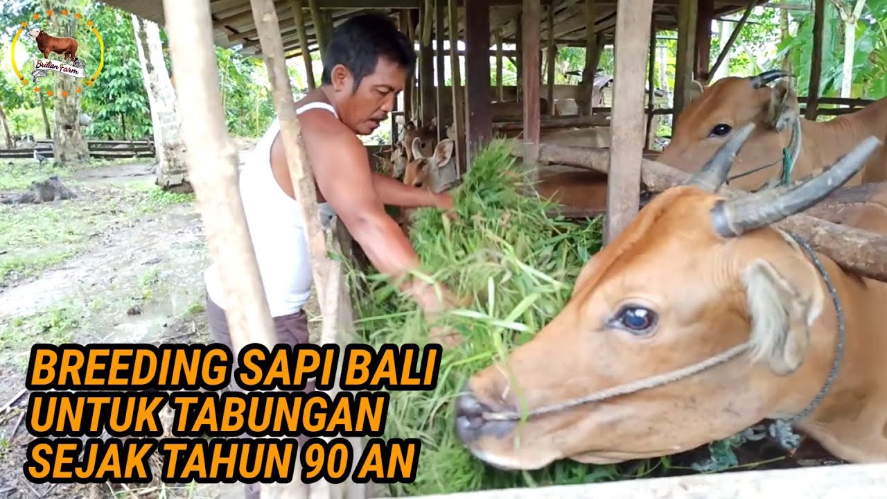 INSPIRASI SUKSES BREEDING SAPI BALI