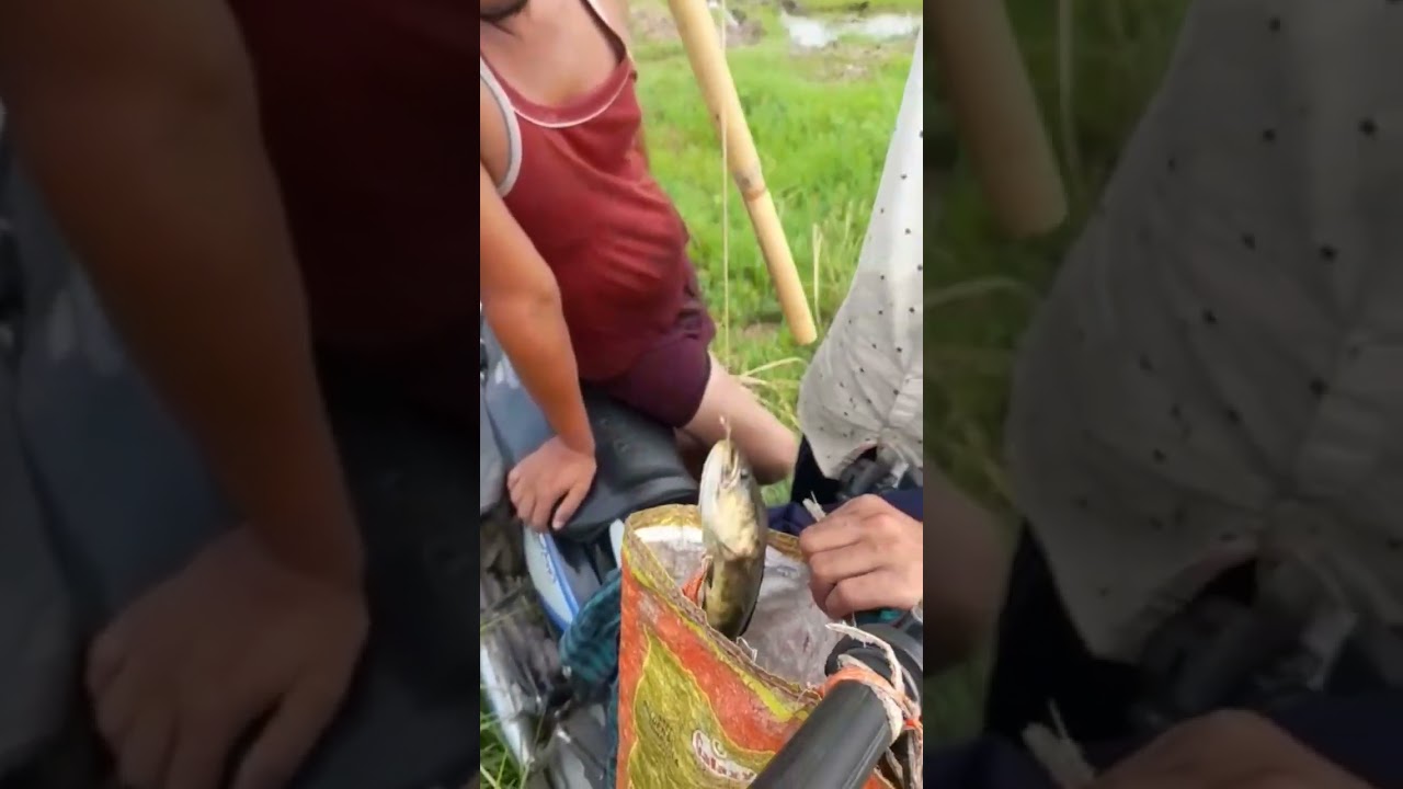 souli  fish sneakhead #fishingspot #sneakhead #maral #bijnorup #gangariver