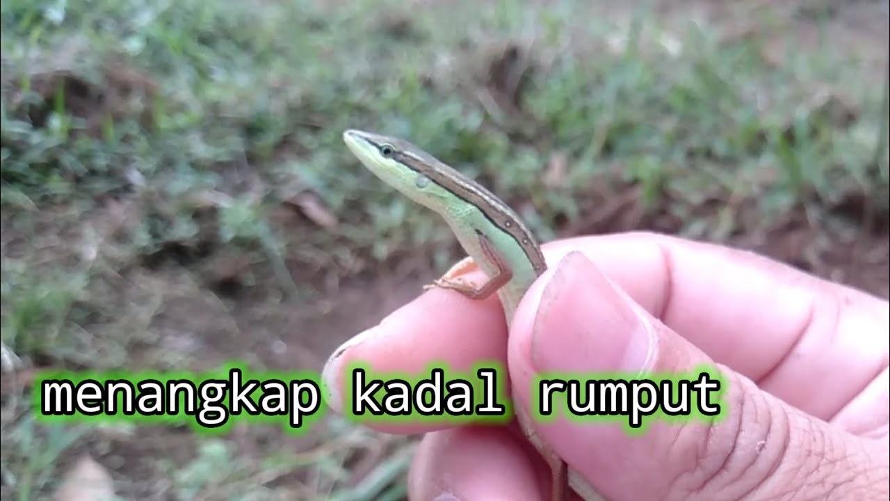 MENANGKAP KADAL CEKRE/KADAL RUMPUT DI SAWAH