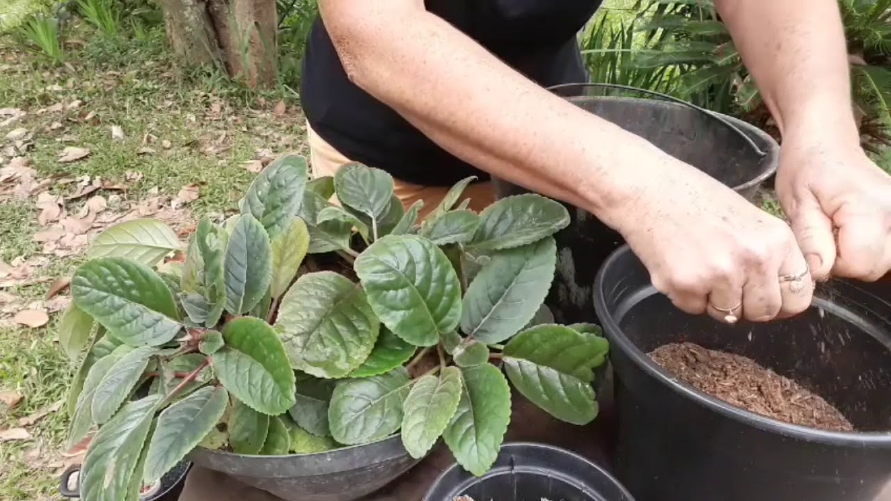 #GLOXINIA-COMO PLANTAR E CUIDAR ..