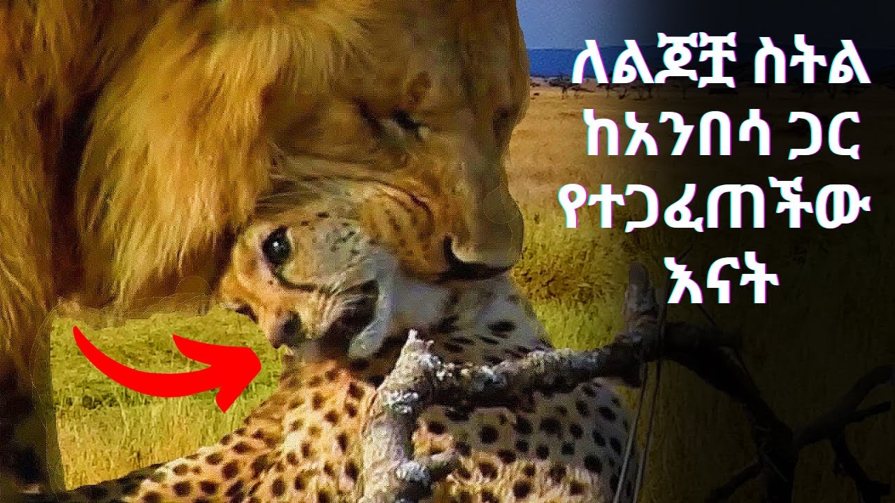 እውነተኛ ታሪክ፡ ልጆቿን ለማዳን ስትል ከአንበሳ ጋር የተጋፈጠችው እናት አቦሸማኔ.