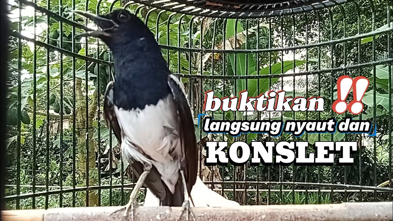Kacer konslet TARUNG ampuh untuk PANCINGAN KACER supaya mudah KONSLET
