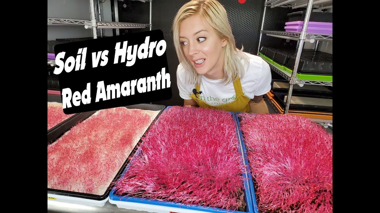 Amaranth Soil vs Hydro