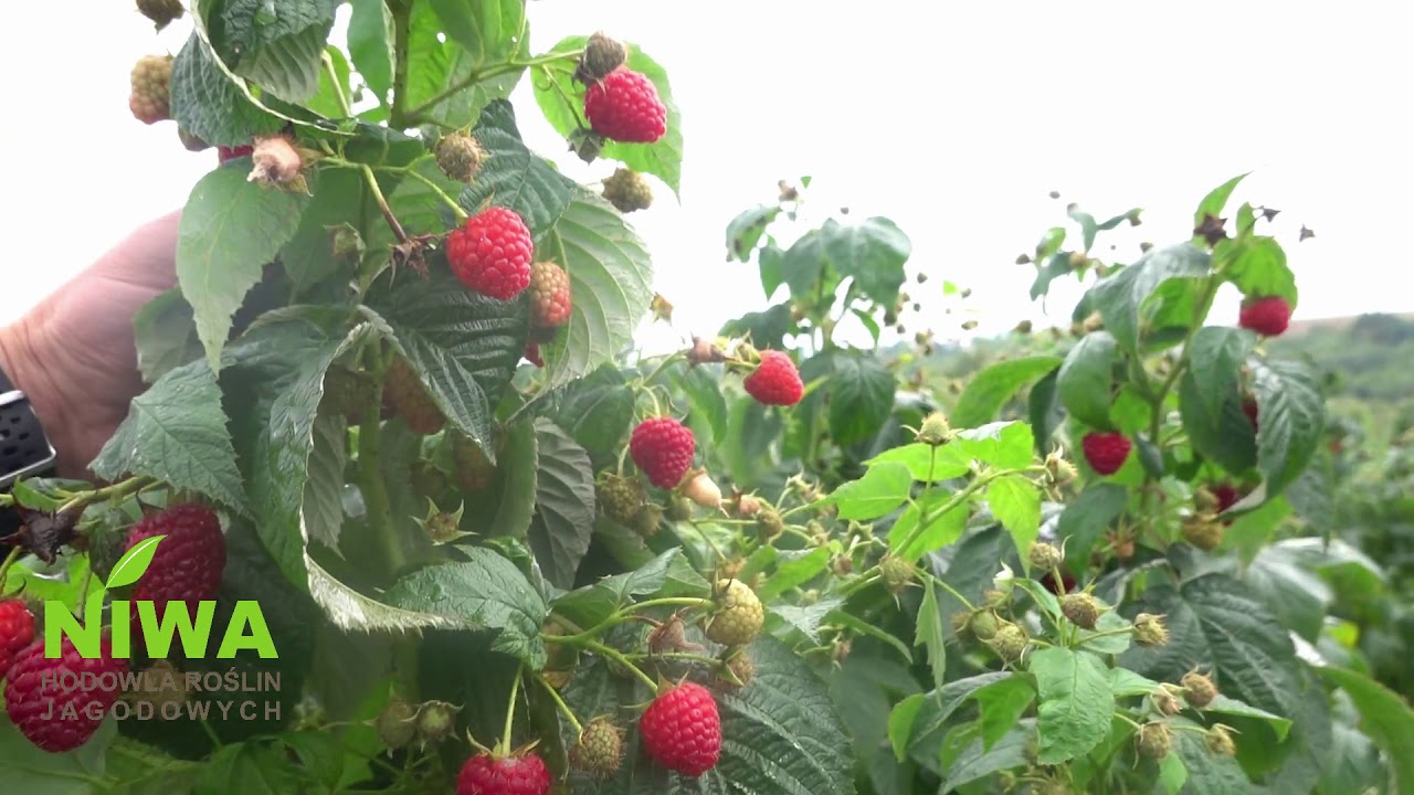 DELNIWA - malina na plantacje towarowe i do ogrodu.