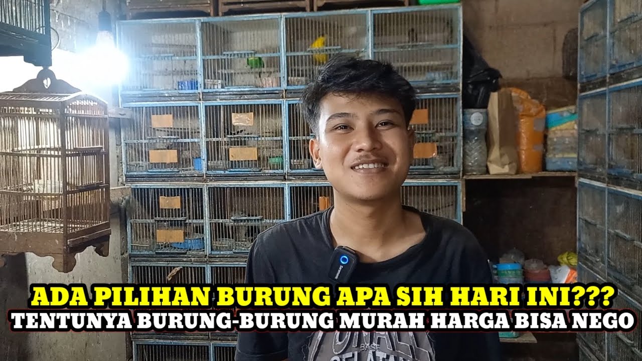 BURUNG MURAH-MURAH HARGA MASIH BISA NEGO DIKIOS RUDI PASAR BURUNG PRAMUKA HARI INI
