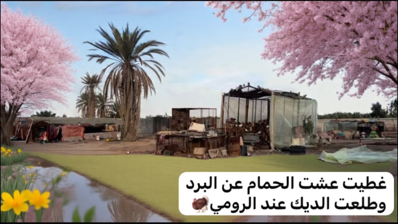 غطيت عشت الحمام الكبيرة عن البرد ونقلت الديك من الشبك لعند الرومي🦃