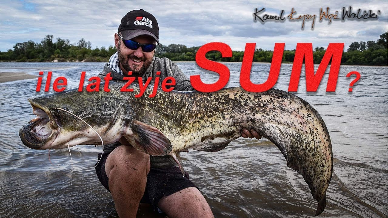 Wszystko o SUMACH - ile lat żyją, jakie osiągają rozmiary, jak polują? cz.1/ odc. 23