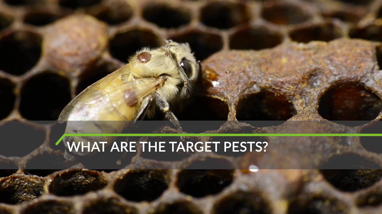 National Bee Pest Surveillance Program