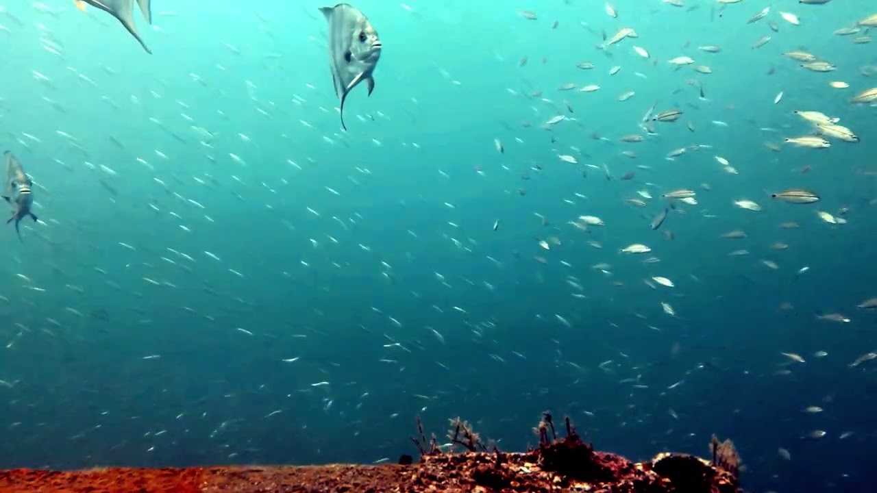 20260404 Using  UWACAM with Divevolk housing at depth