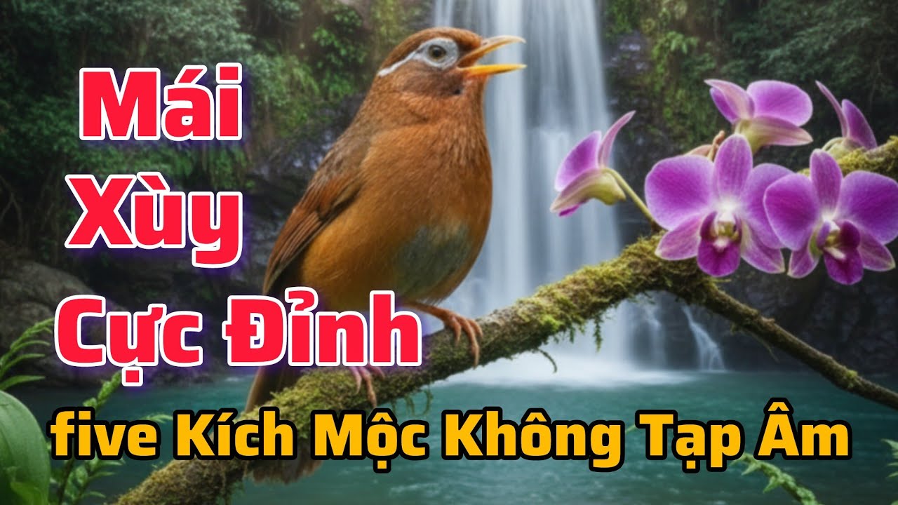 Nightingale | Mi mái SIÊU XÙY KÍCH MỘC GỌI TRỐNG HÓT ĐIÊN ĐẢO CẢ NGÀY #hoamihothay 