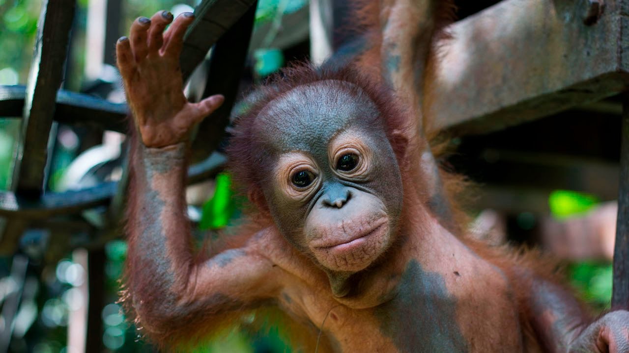 Baby Orangutan Learns To Climb After Being Shot