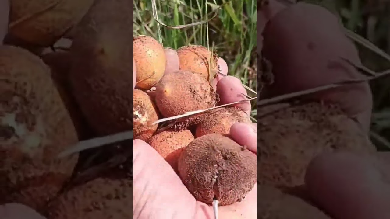 Fruta misteriosa nasce direto do ch&atilde;o