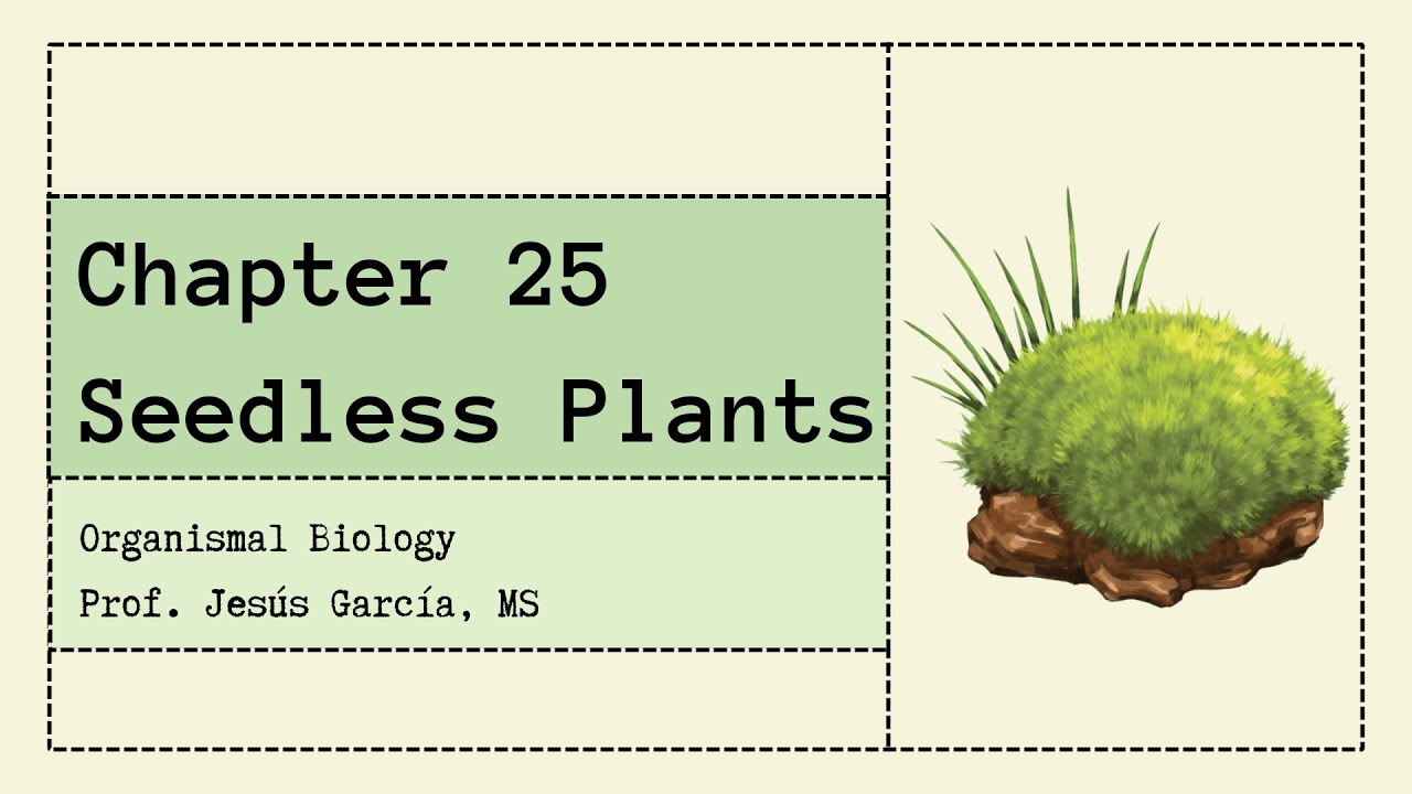 Ch 25 - Seedliess Plants