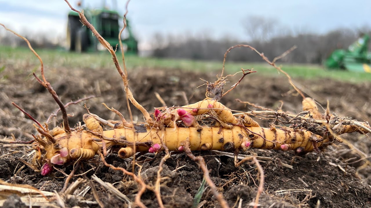 Real World Wildlife Products GIANT MISCANTHUS- Planting!! (Video #1)
