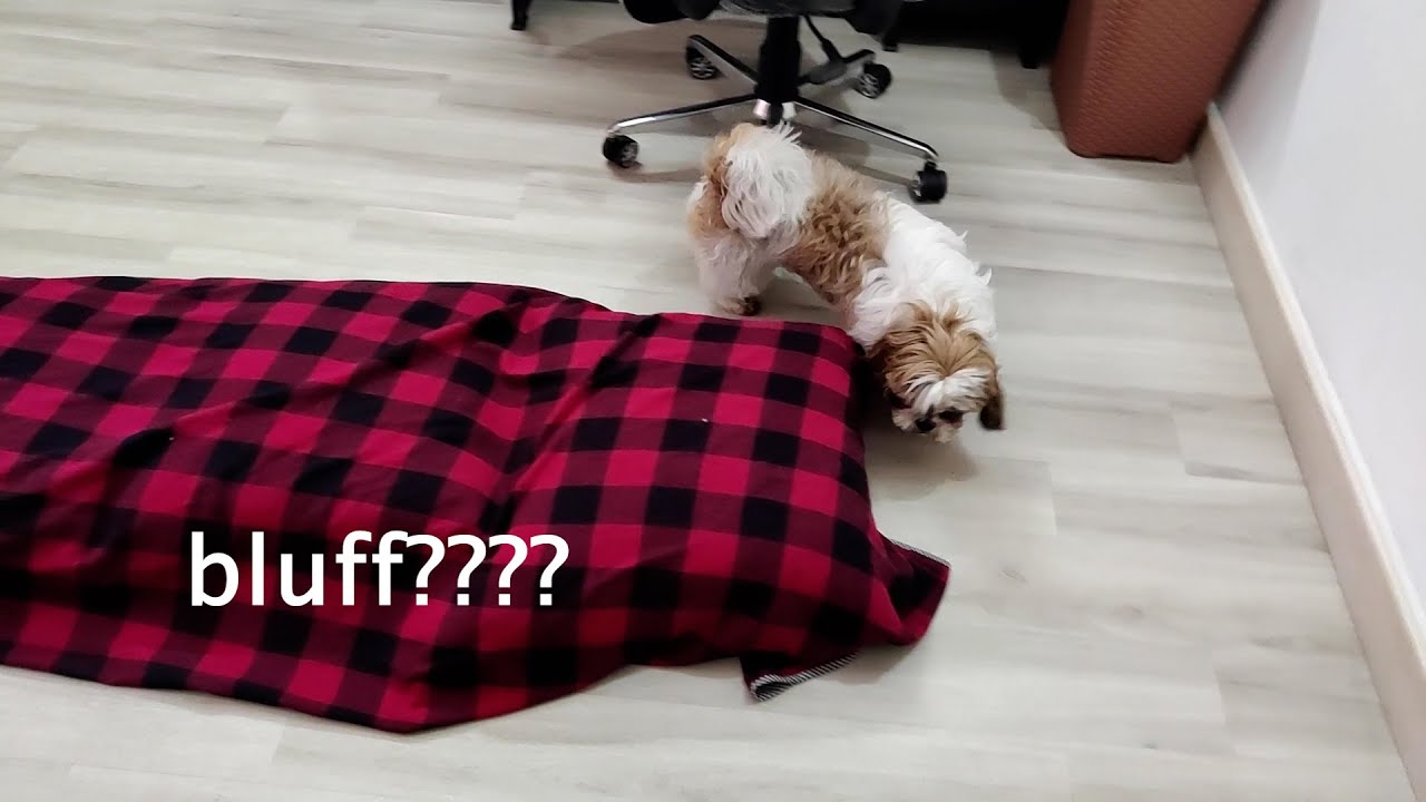 Playing Hide and Seek With My Shih Tzu Dog and Puppy Shih Tzu | Noor and Ozzu Playing Hide and Seek