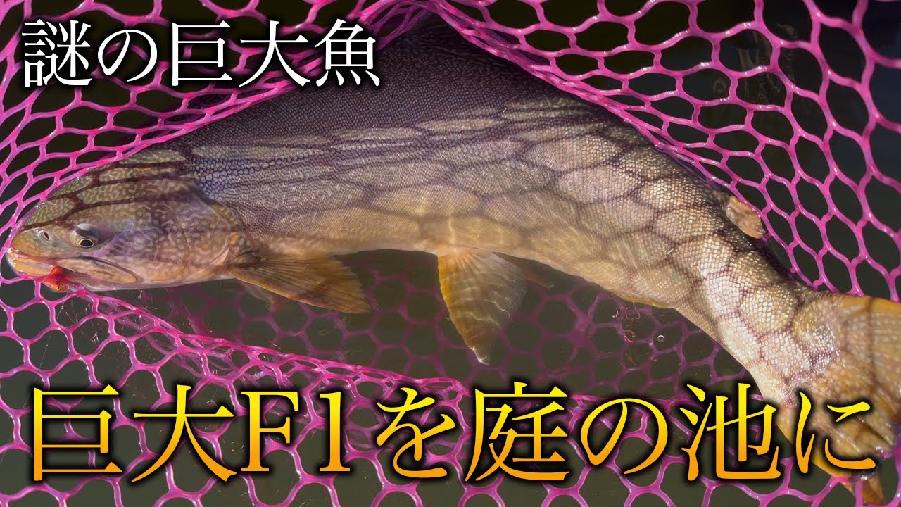 【謎の巨大魚が庭池に】不思議な模様の見たことない魚を釣って放流したい！