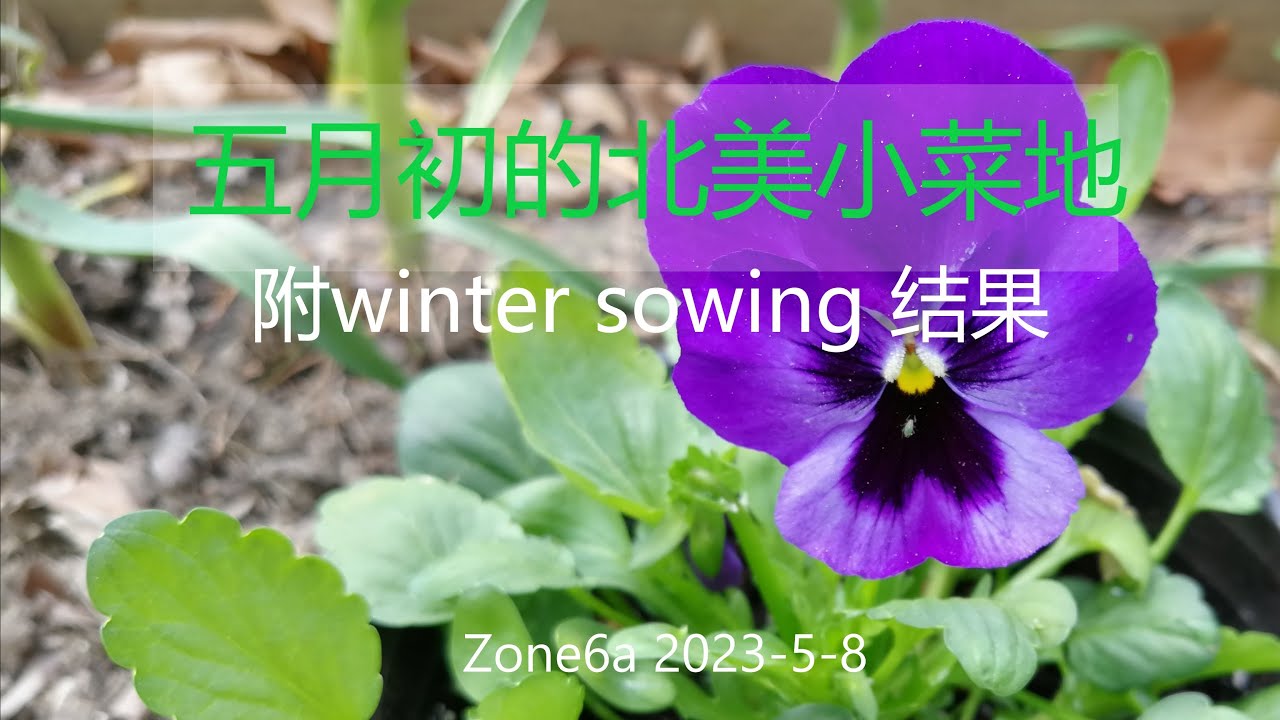 北美6区小菜地5月初开始换茬了，一月份尝试的winter sowing也有结果了