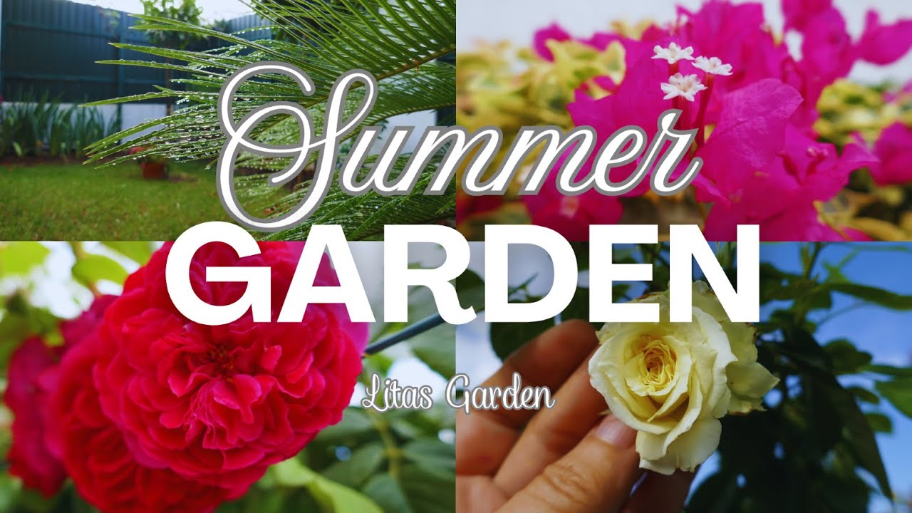 Why Is My Garden Full Of Surprises? | Relaxing Vlog 🌸 Meilland & Tantau Roses