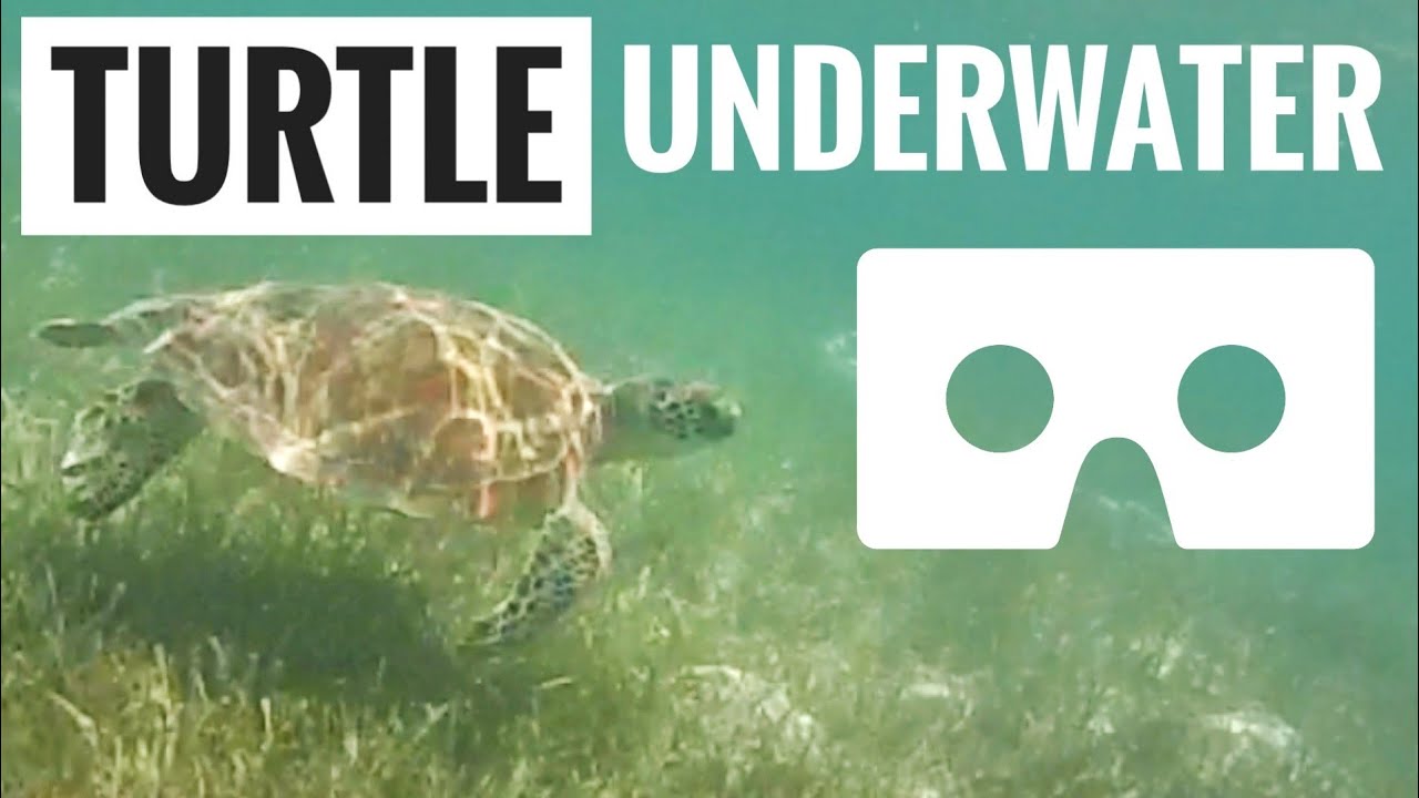 Diving Turtle SBS 3D VR Box Snorkeling swimming underwater Green Island Australia 4K not 360