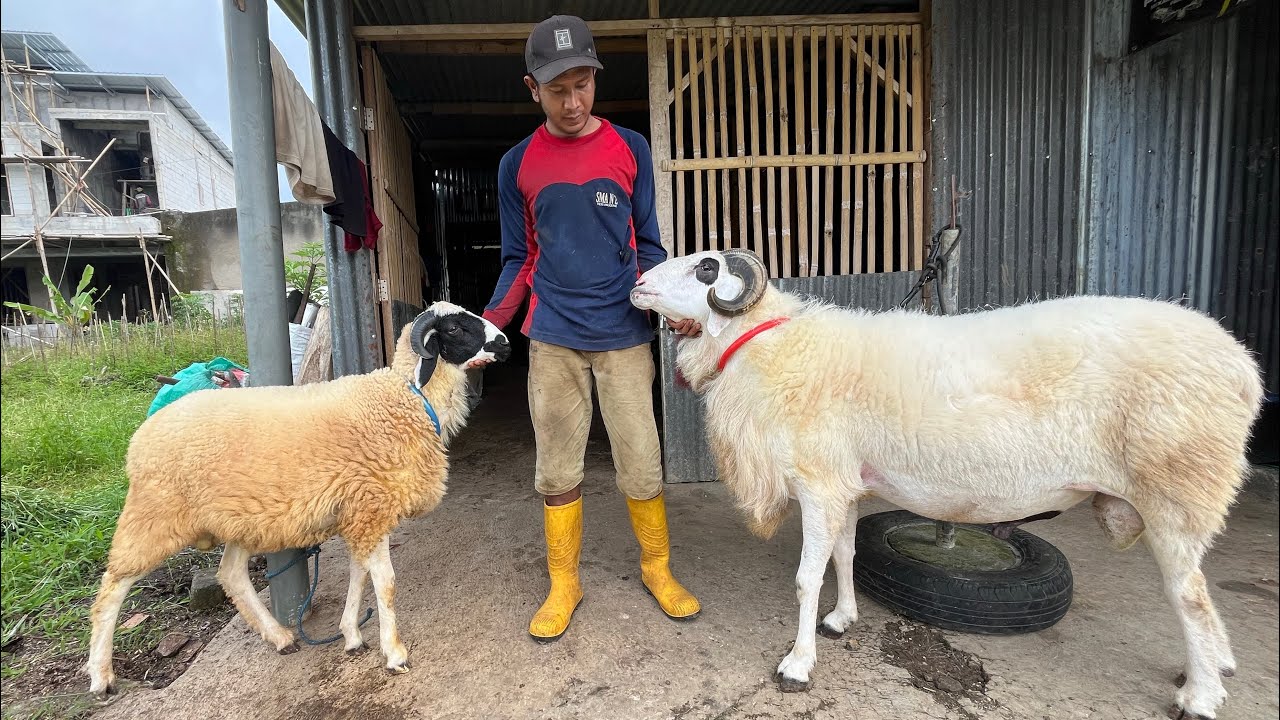 WISANGKARA PKS FARM TERNAK DOMBA KONTES ‼️ BETINA SUPER 100jt