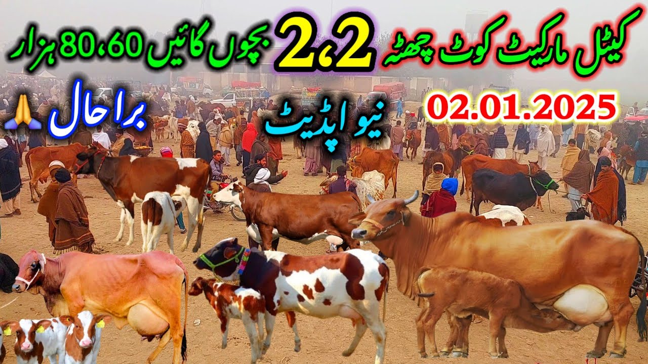 January 2, 2025 Pakistan ki badi Cow Mandi Update dera ghazi khan mandi ka visit 03135863333