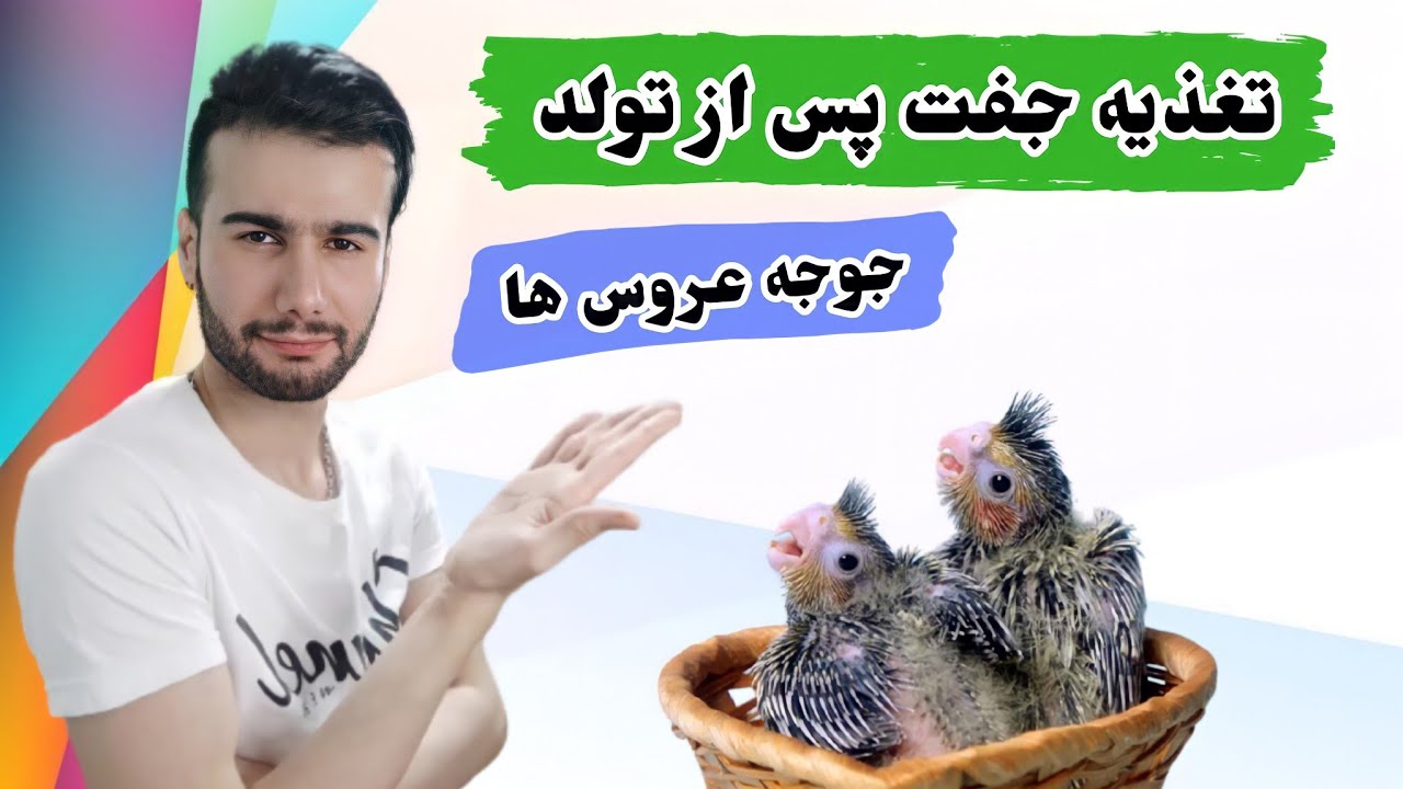 تغذیه پس از تولد جوجه عروس ها : برنامه تغذیه عروس هلندی ها پس از تولد جوجه