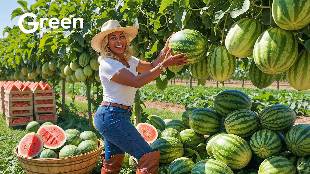 How to MILLIONS tonts of Watermelons Harvested & Processed 🍉 | Agriculture Technology