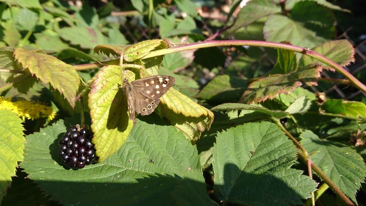 Motyl 2: Osadnik egeria [Pararge aegeria]