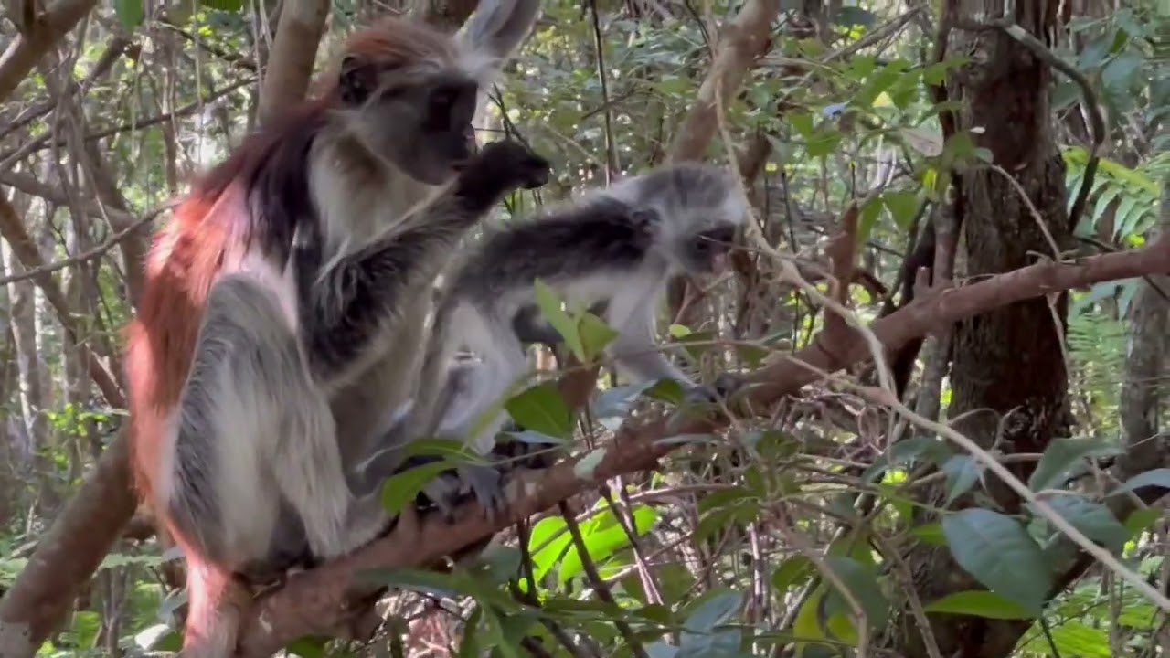 Colobes roux de Zanzibar / Sansibar-Stummelaffe (Tanzanie)