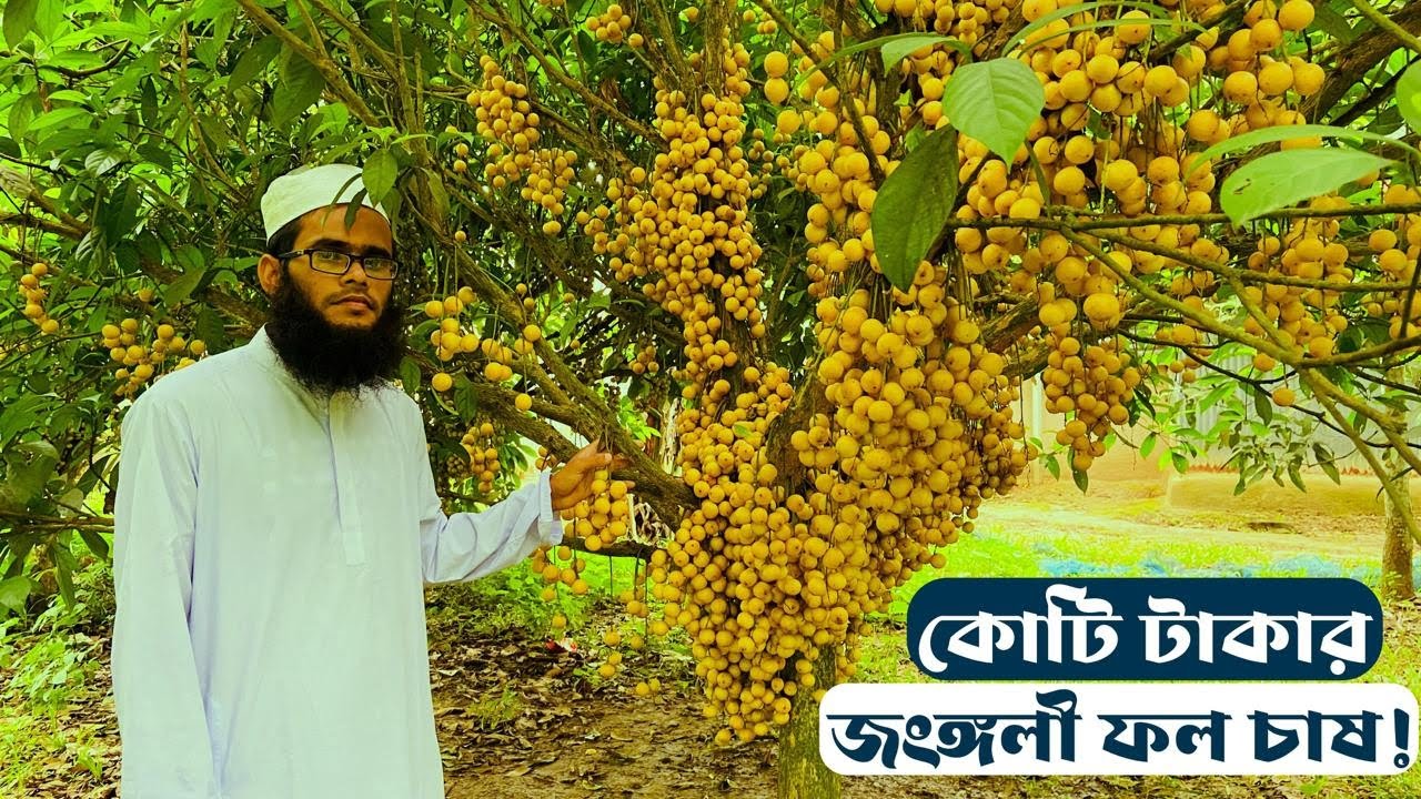 কোটি টাকার জংগলী ফল লটকন চাষ হাফেজ রোকন উদ্দীন এর | উদ্যোক্তার খোঁজে