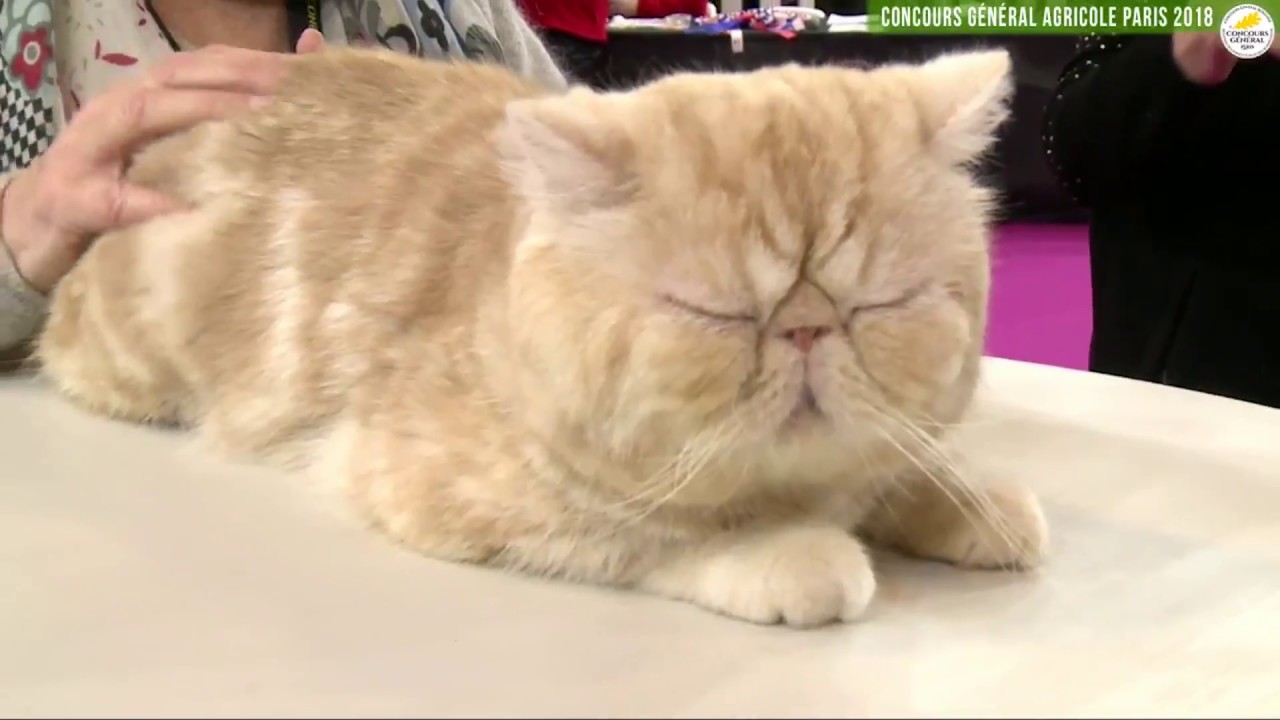 Concours Général Agricole félin 2018 British et Exotic