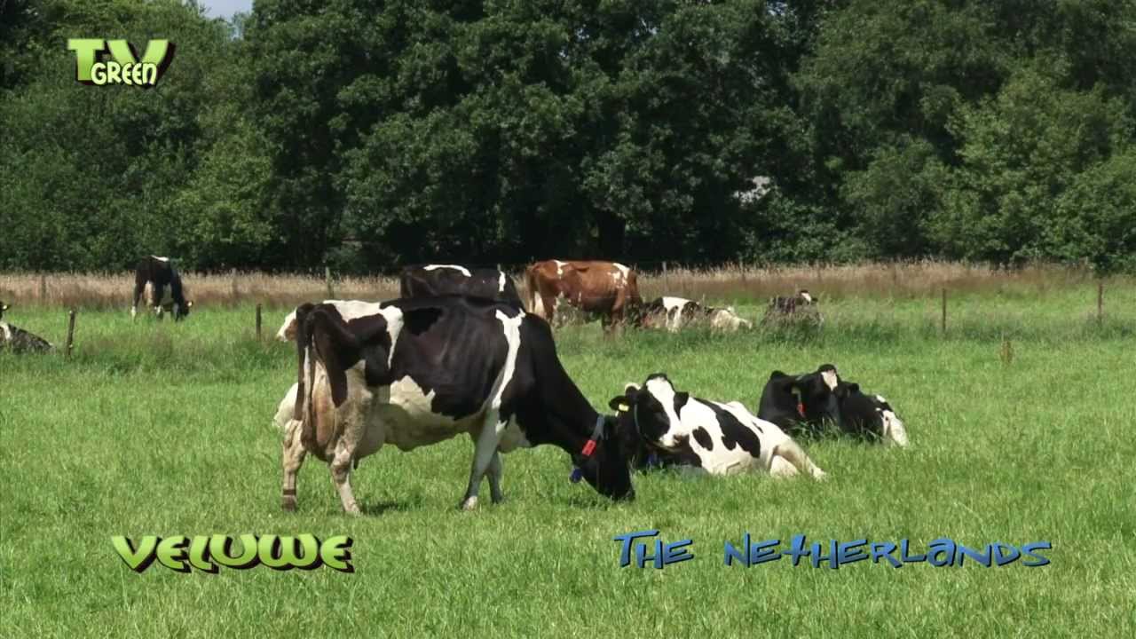 Koeien in Hollands landschap - Holstein-Friesian Dutch cattle in idyllic scenery
