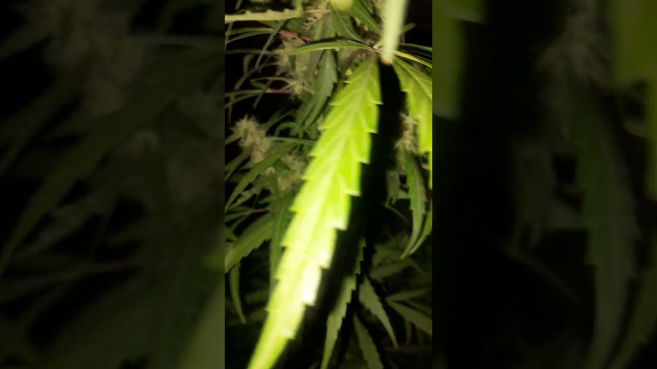 sativa dominant...