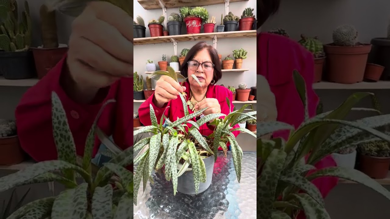 Planta jirafa 
