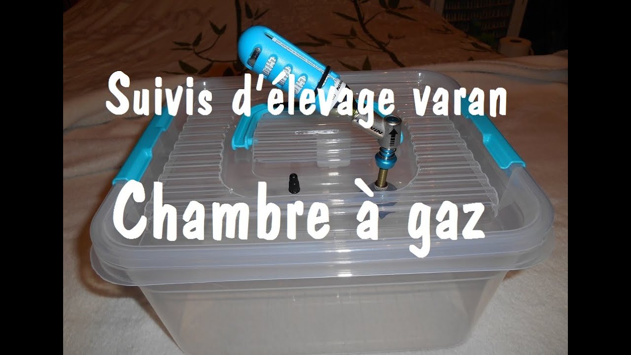 Tuto : Fabrication d'une chambre à gaz , nourrissage et suivis exanthematicus