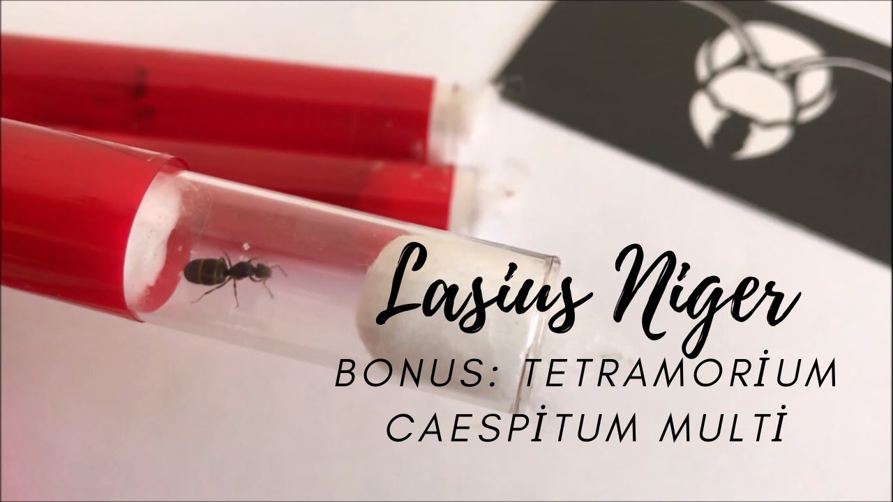 Lasius Niger, Siyah Bahçe Karıncası Günlük 1 / Bonus: Multi Tetramorium'lar