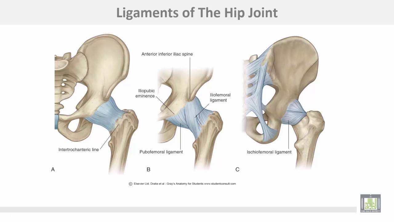 Hip Joint / د. خالد علي زائر
