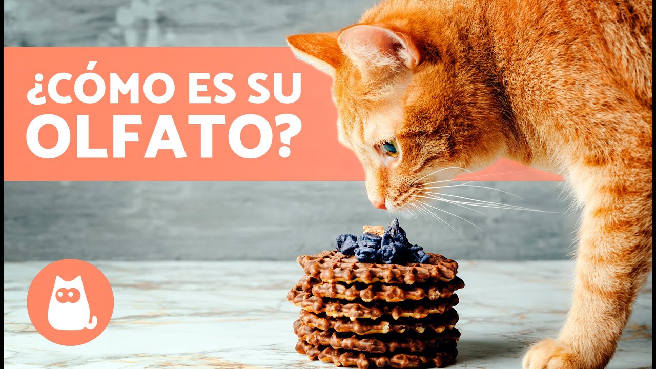 5 CURIOSIDADES sobre el OLFATO de los GATOS 🐱 &iexcl;Desc&uacute;brelas!