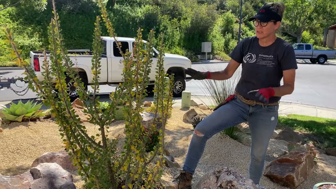 Del Mar Succulent Specimen Garden Grand Reveal September 21 2021