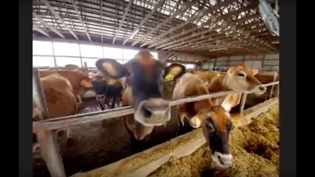 Virtual Farm Tour to a North East Dairy - Young Elementary Students - Dutch Hollow Farm - 11/12/19
