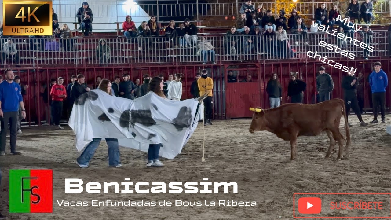 Benicàssim‼️ // Vacas Enfundadas de Bous La Ribera 🐂 // 4K Video // 22-01-2026